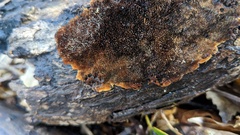 Agaricomycetes