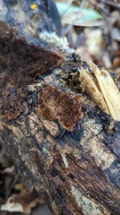 Agaricomycetes