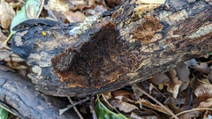 Agaricomycetes