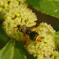 Hoplitimyia