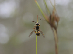 Ropalidia romandi