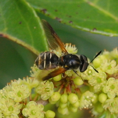 Hoplitimyia