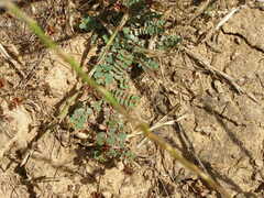Euphorbia drummondii
