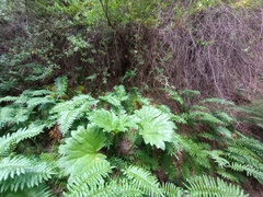 Gunnera tinctoria