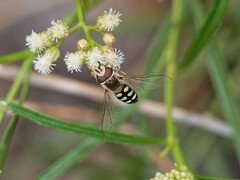 Austroscaeva occidentalis