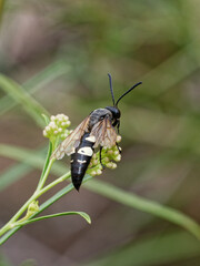 Sphecius spectabilis