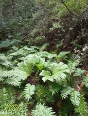 Gunnera tinctoria