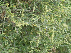 Chenopodium nitrariaceum