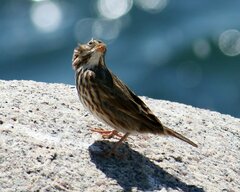 Passerculus sandwichensis rostratus
