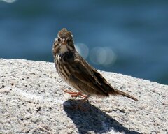 Passerculus sandwichensis rostratus