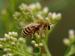 Nomiocolletes