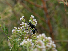 Stangeella cyaniventris