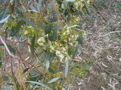 Eucalyptus largiflorens