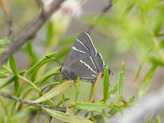 Atlides thargelia