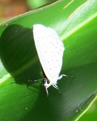 Eirmocides absimilis