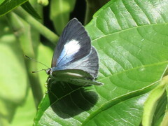 Eirmocides consimilis