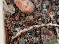 Leprolochus birabeni