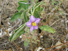 Solanum esuriale