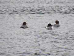 Mergus merganser americanus