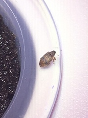 Orchestes steppensis