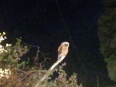 Pulsatrix perspicillata