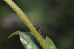 Trirhabda geminata