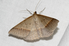 Epidesmia tryxaria