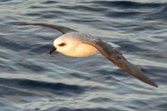 Pterodroma lessonii