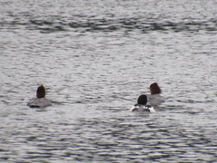 Mergus merganser americanus