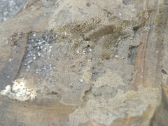 Bryozoa