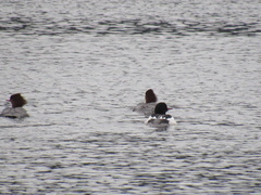 Mergus merganser americanus