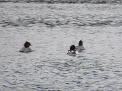 Mergus merganser americanus
