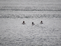 Mergus merganser americanus