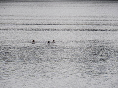 Mergus merganser americanus