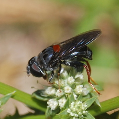 Palpada rufoscutellata
