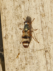Chaetopsis fulvifrons