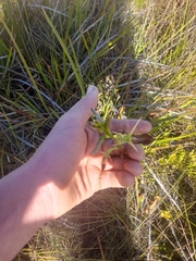 Cryptostylis ovata