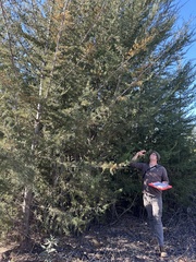 Cupressus abramsiana