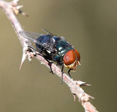 Chrysomya megacephala