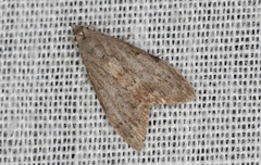 Nola pleurosema