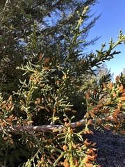 Cupressus abramsiana