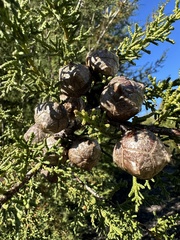 Cupressus abramsiana