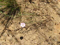 Convolvulus angustissimus