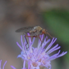 Empidinae