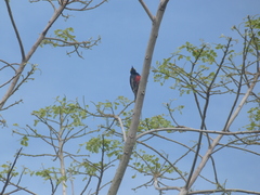 Melanerpes cruentatus