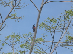 Melanerpes cruentatus
