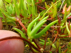 Lampranthus filicaulis