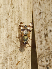 Chaetopsis fulvifrons