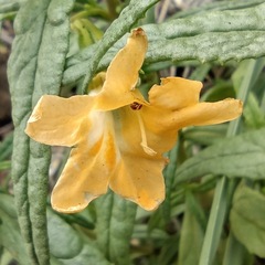 Diplacus longiflorus