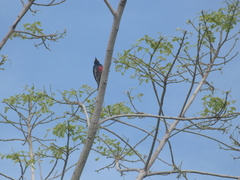 Melanerpes cruentatus